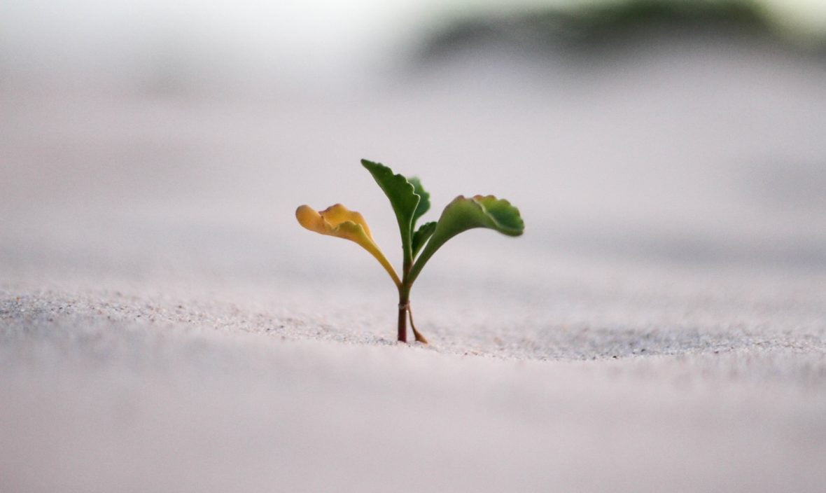 Growth, Really?